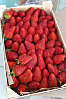 Premium Fresh Strawberry Basket – 2 KG