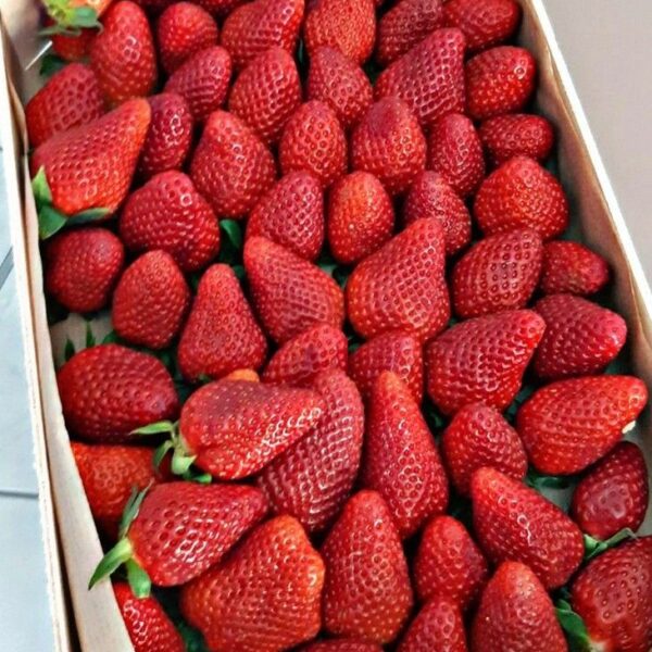 Premium Fresh Strawberry Basket – 2 KG